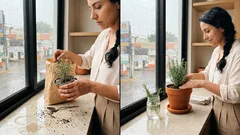 Romero en la ventana: el detalle verde que perfuma tu casa (y cómo cuidarlo sin ahogarlo)